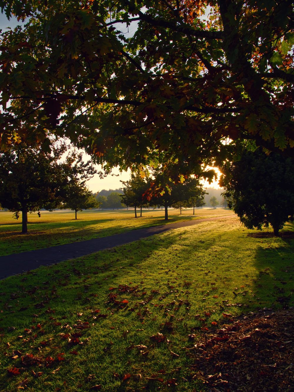 Claudelands park post image
