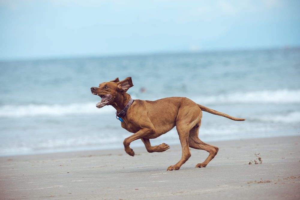 Dog playing on the beach post image