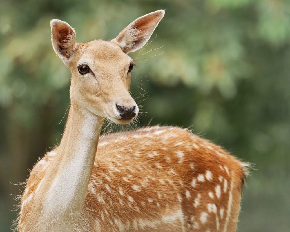 Fallow deer doe post image