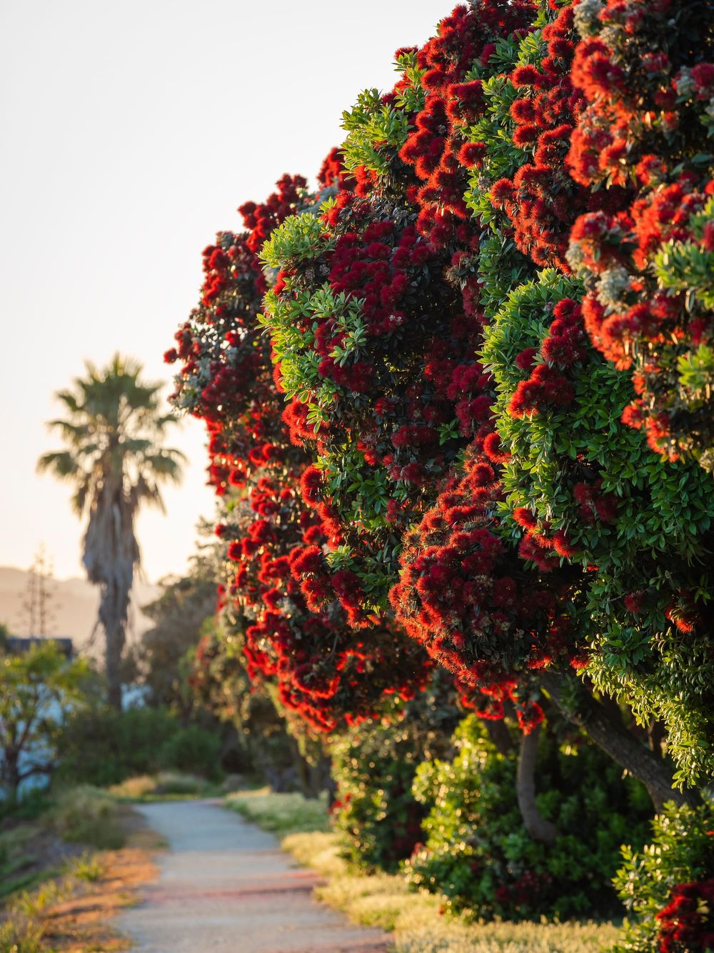Flowering pohutukawa tree post image