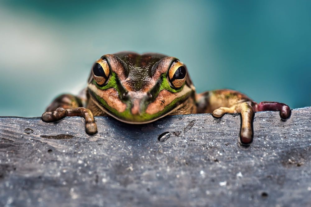 Frog post image