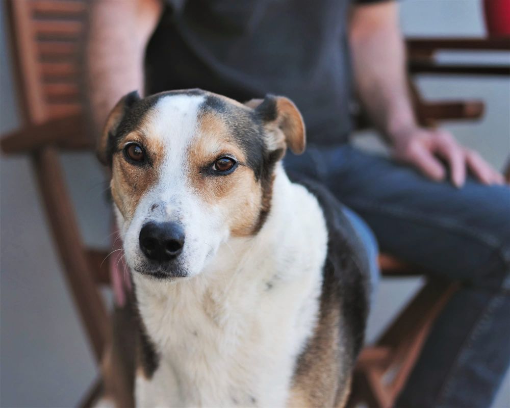 Huntaway cross post image