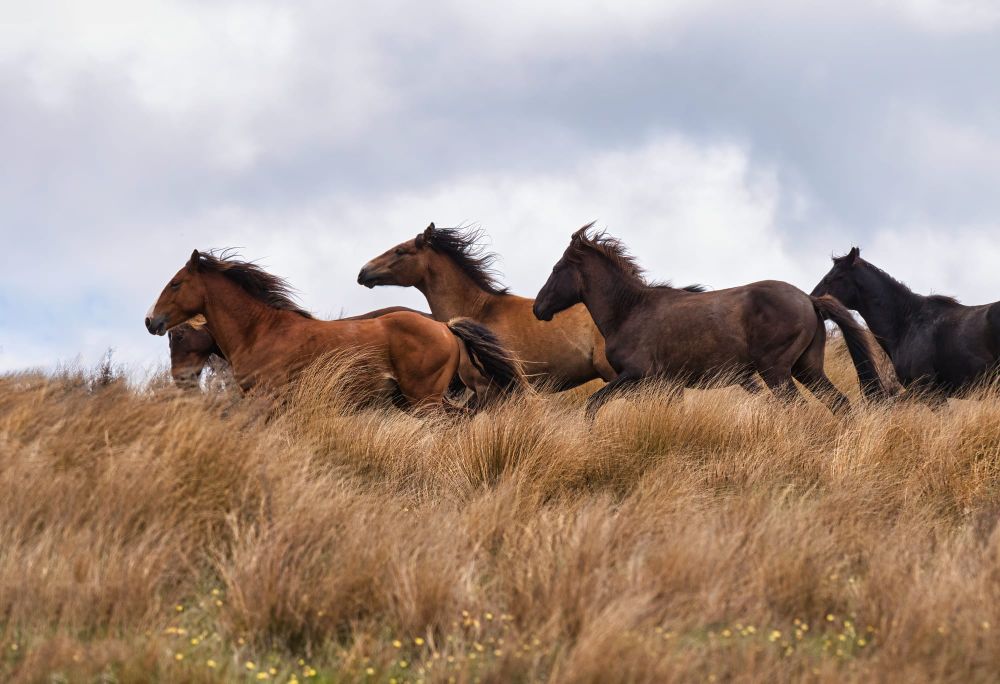 Kaimanawa horses post image