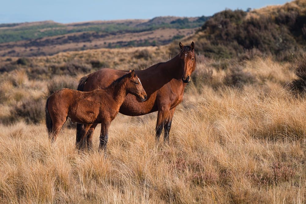 Kaimanawa mare and foal post image