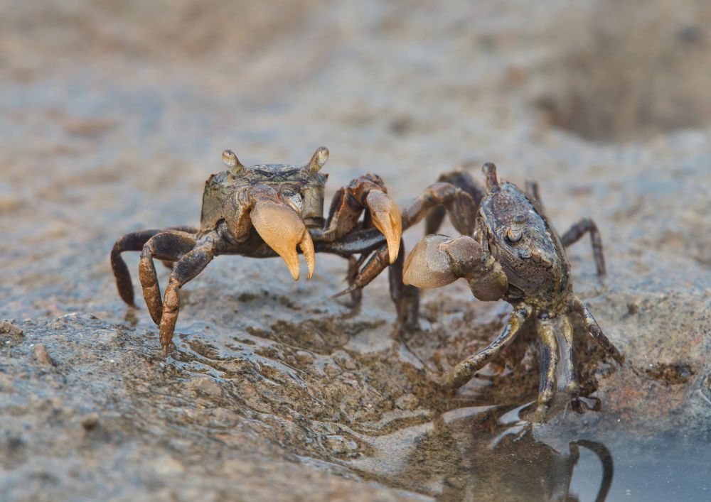 Kairau tunelling mud crab post image