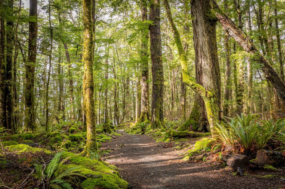 Kepler Forest post image