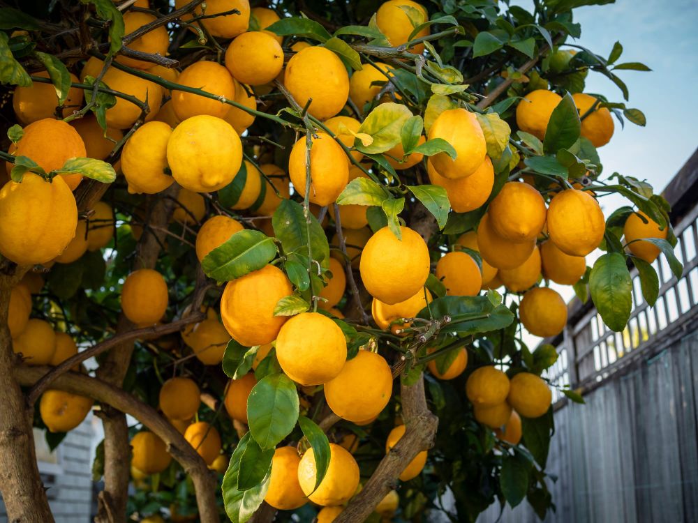 Loaded ripe lemon tree post image