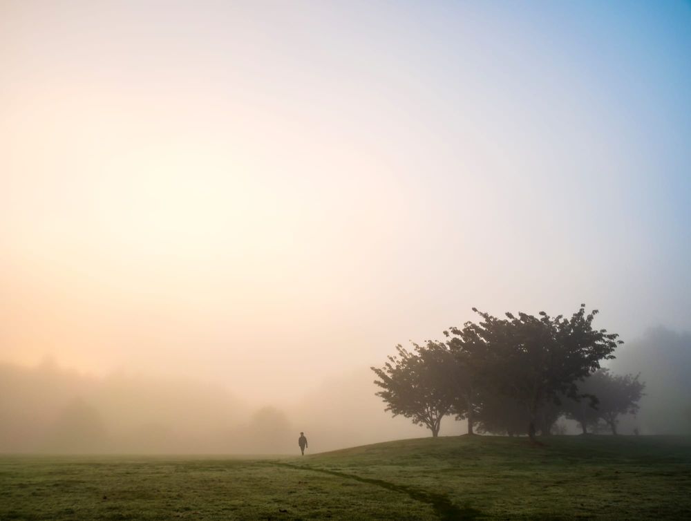 Morning fog field tree post image