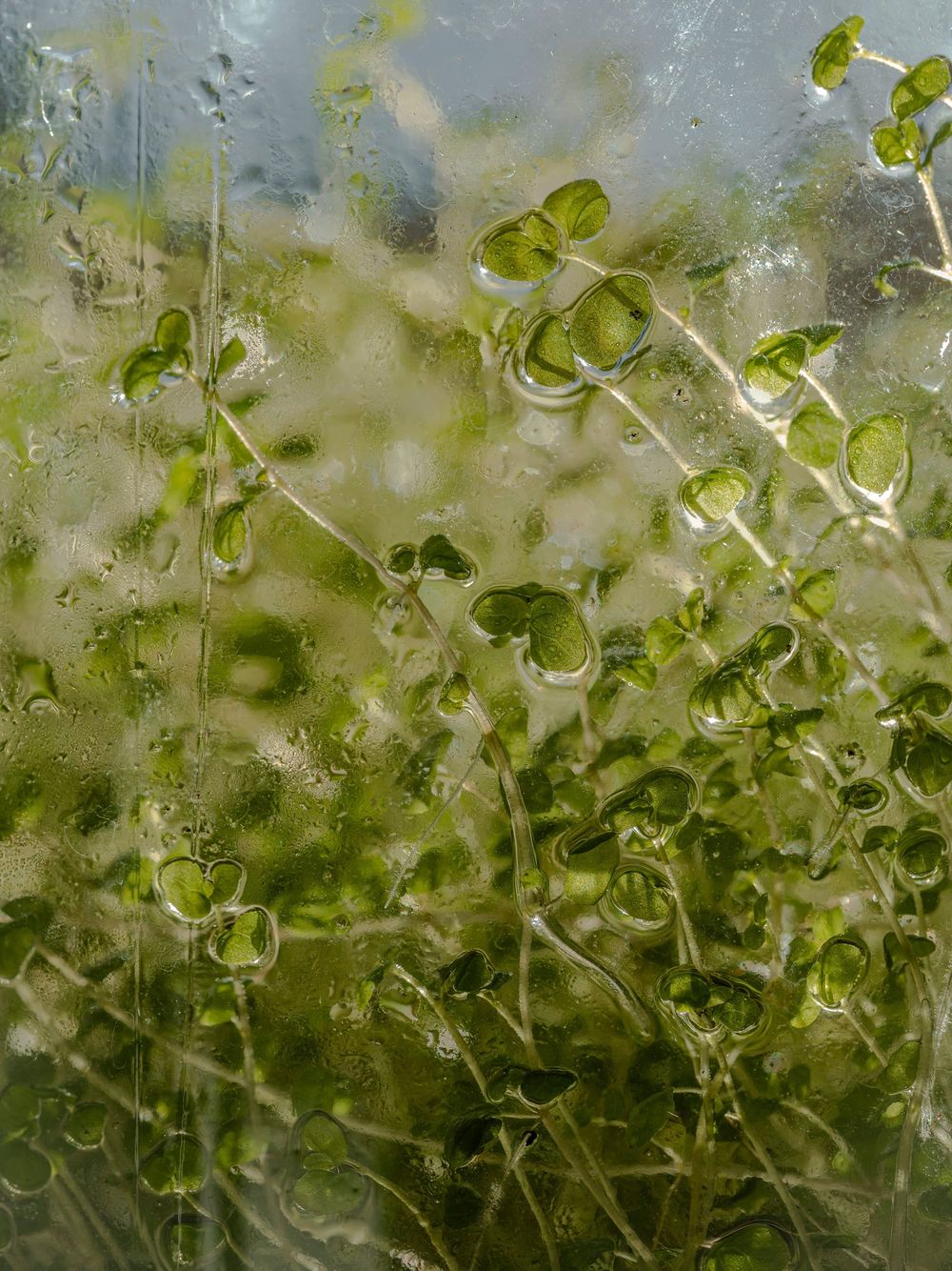 Organic water plant abstract background post image