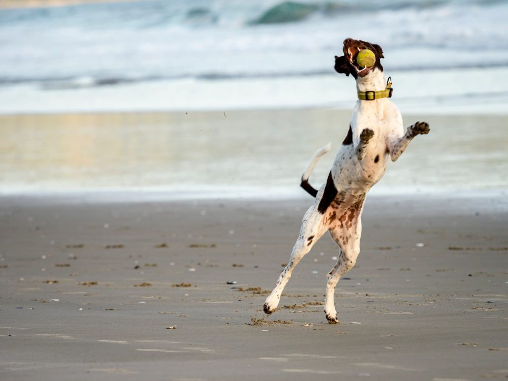 Pet dog catching ball playing beach post image