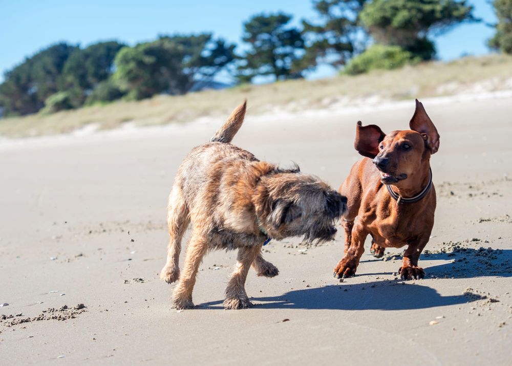 Pet dogs playing beach post image