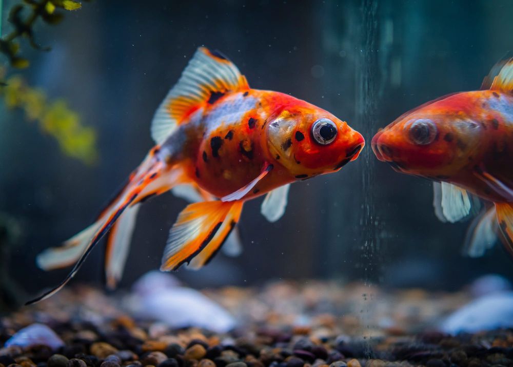Pet goldfish fish tank reflection post image