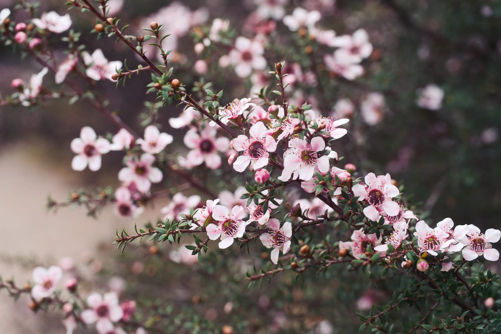 Pink manuka flowers post image