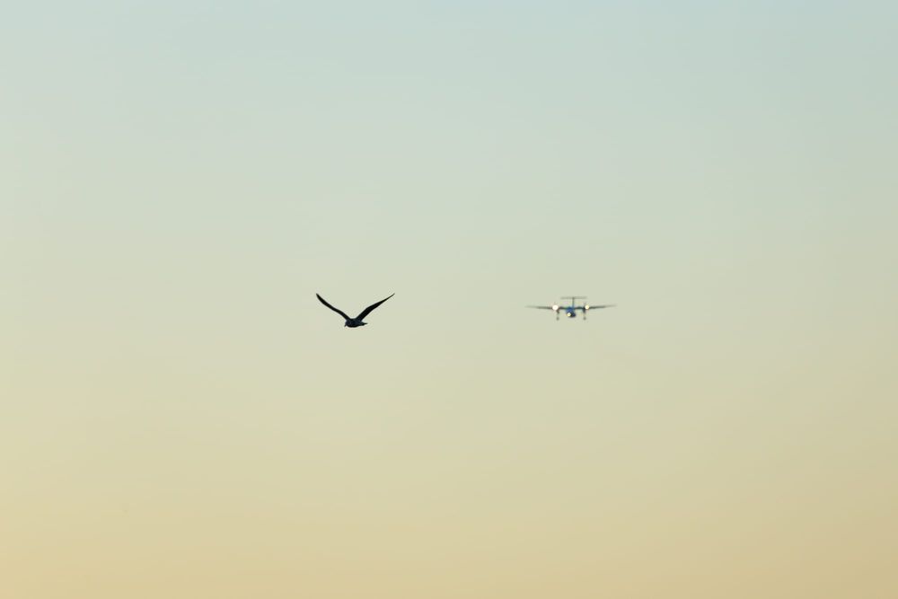 Flight paths at sunset post image