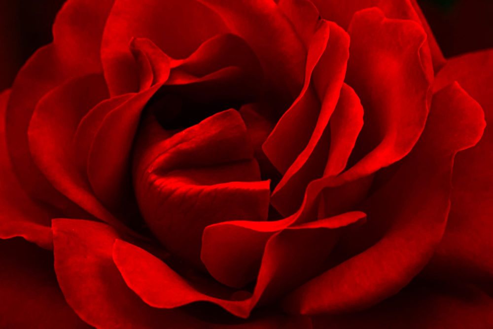 Red for Romance post image