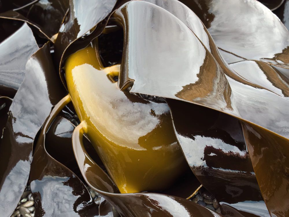 Rimurapa or bull kelp post image