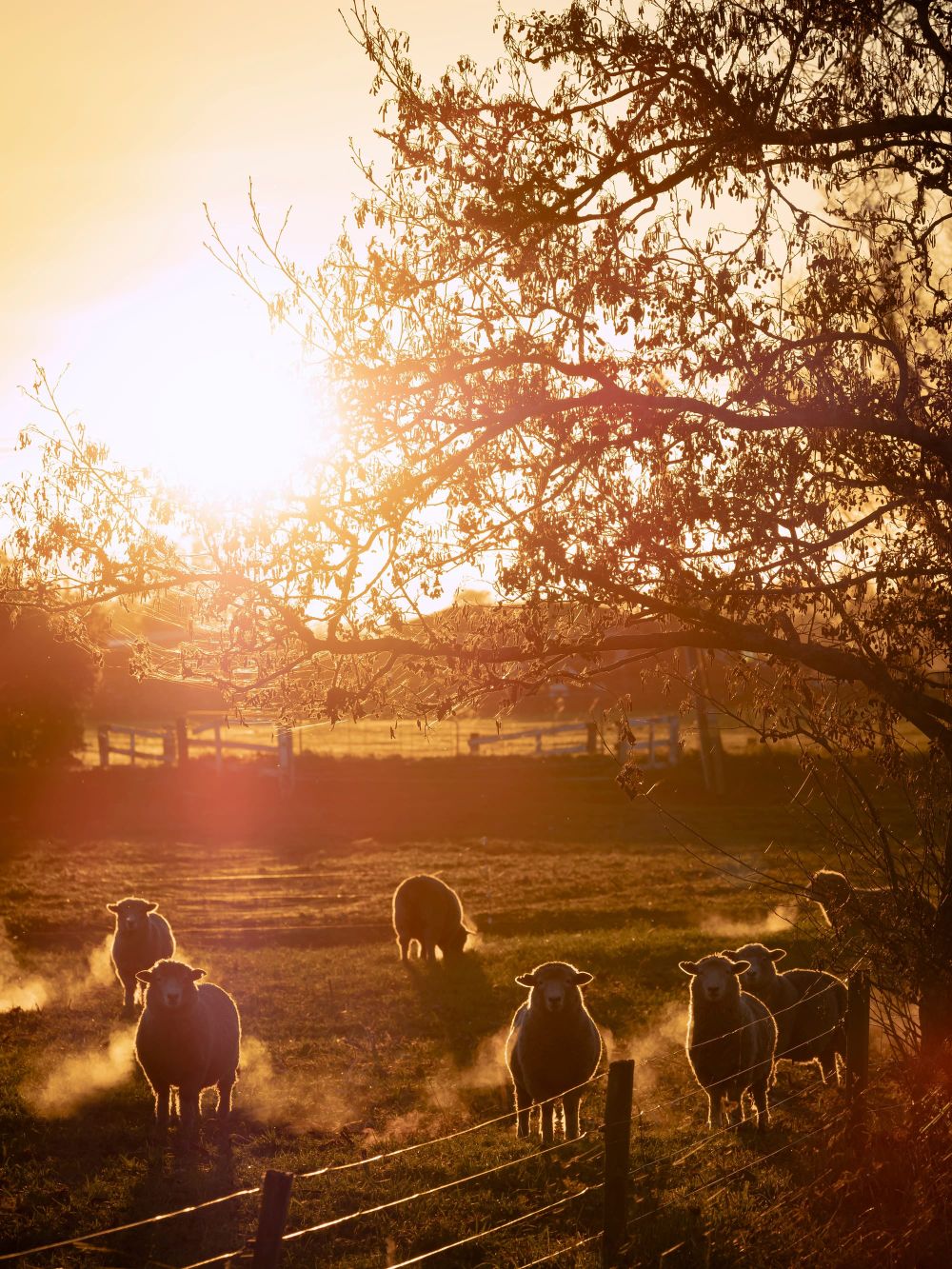 Sheep breath steam golden light post image
