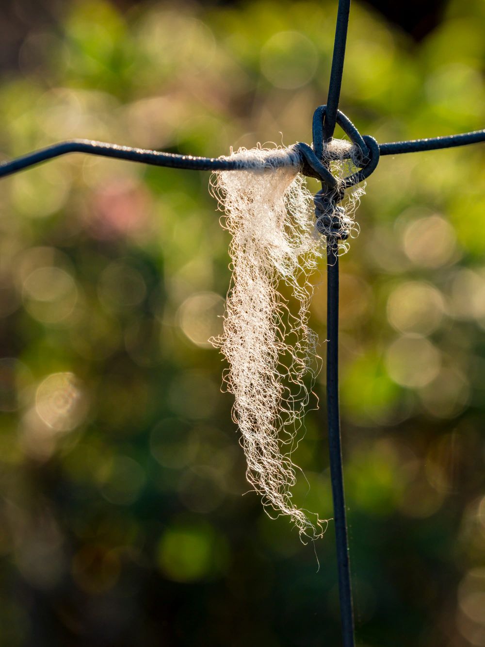 Sheep wool wire post image