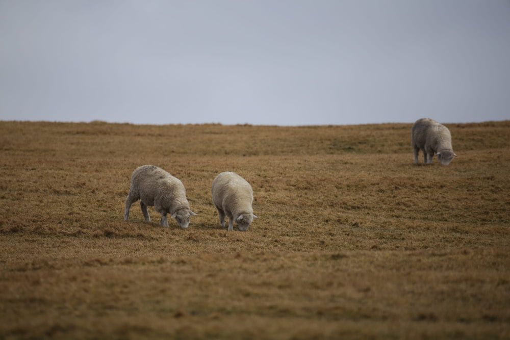 Sheep in the desert prairie post image