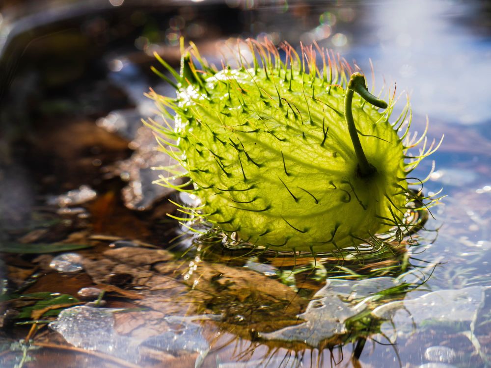 Swan plant seed pod floating post image