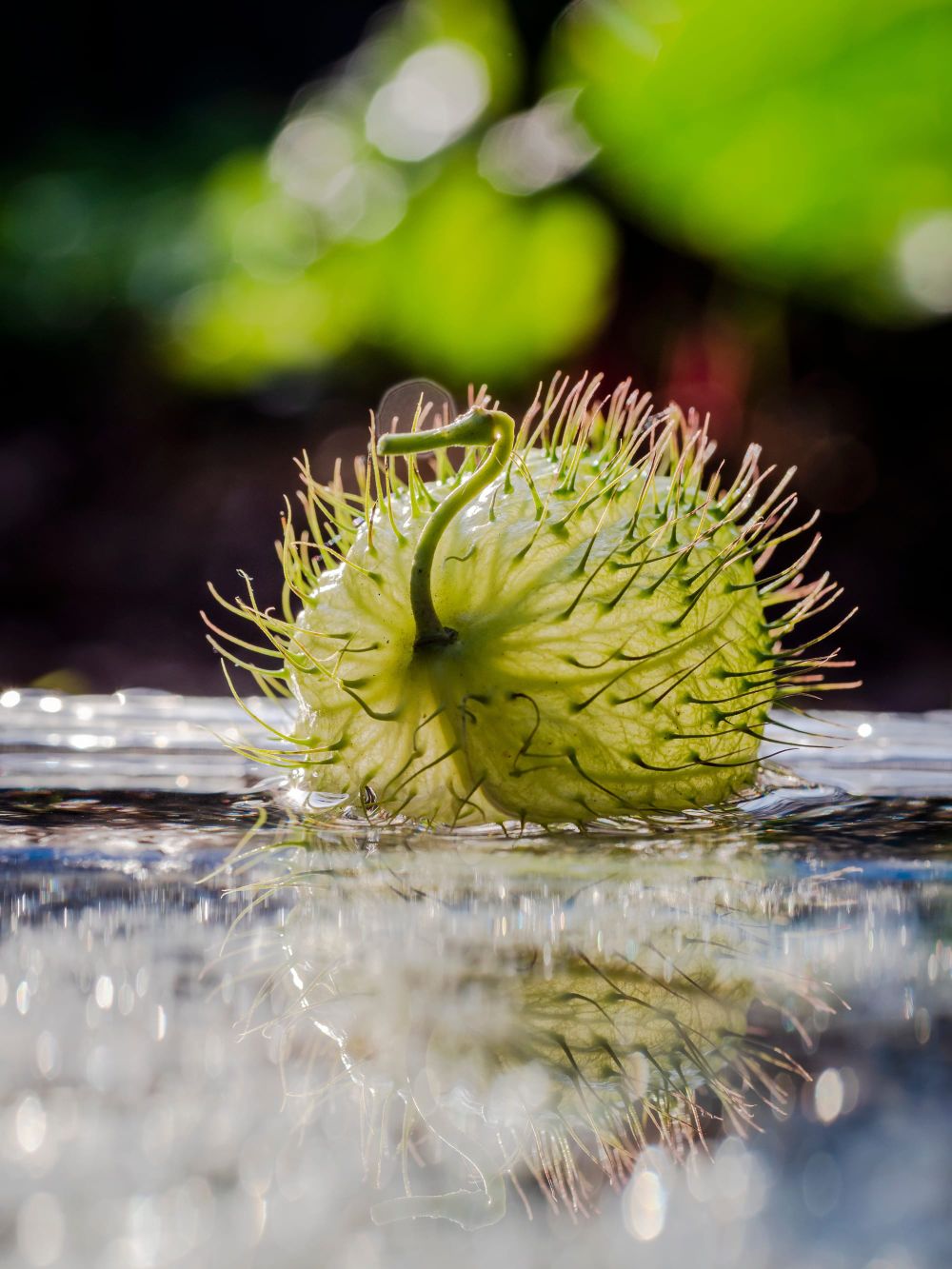 Swan plant seed pod in water post image