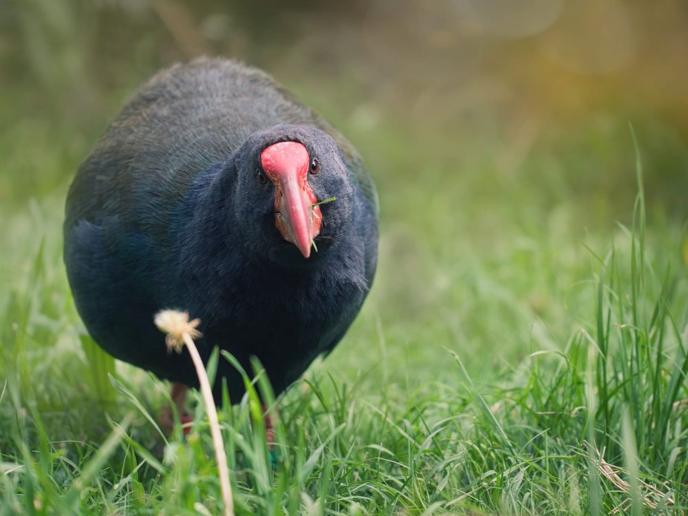 Takahe post image