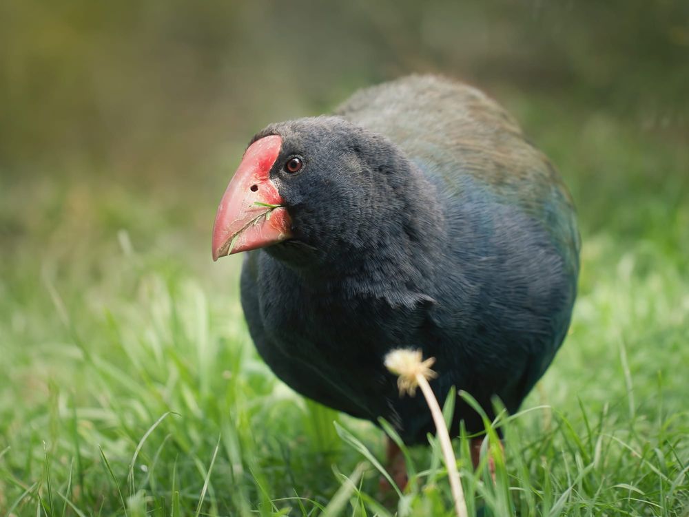 Takahe post image