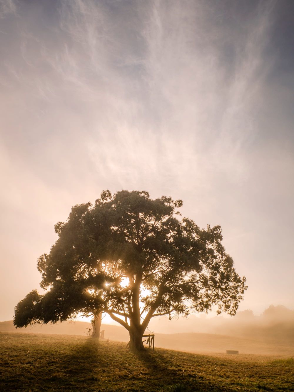 Tree shadow foggy mist morning post image