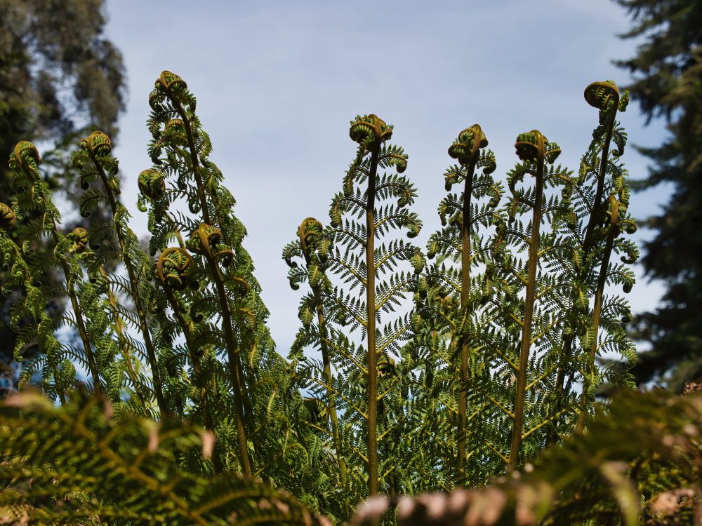 Wheki ponga post image