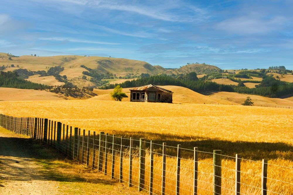 Fields of Gold post image