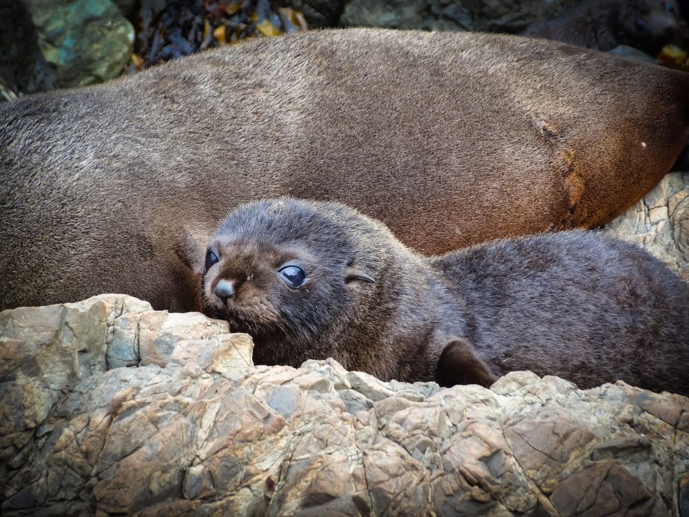 Pup half asleep post image