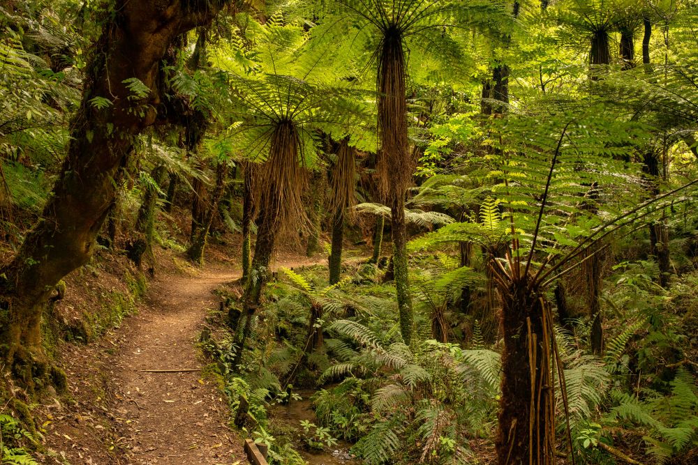 Walking through the bush post image