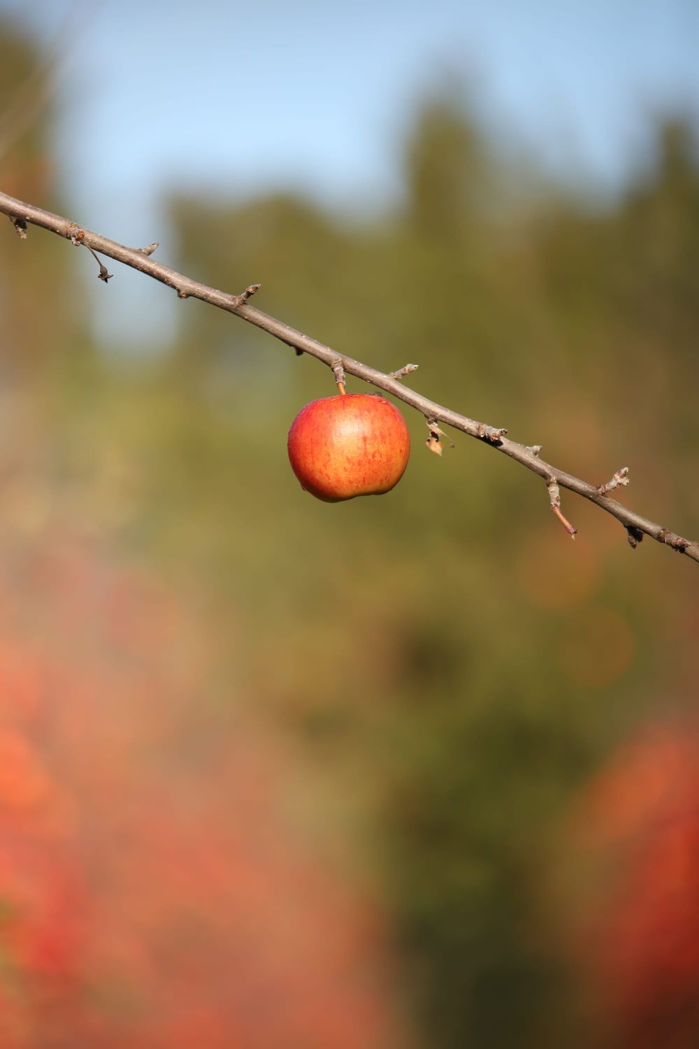 Apple hanging from branch post image