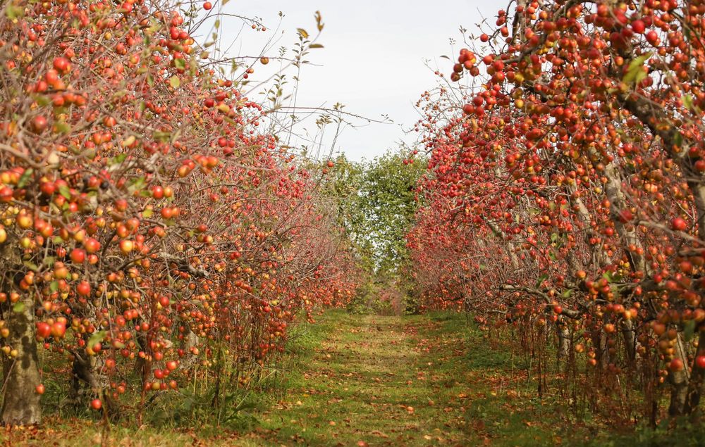 Apple orchard rows in autumn post image