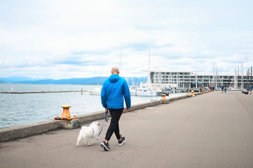 Man walking dog along waterfront promenade post image