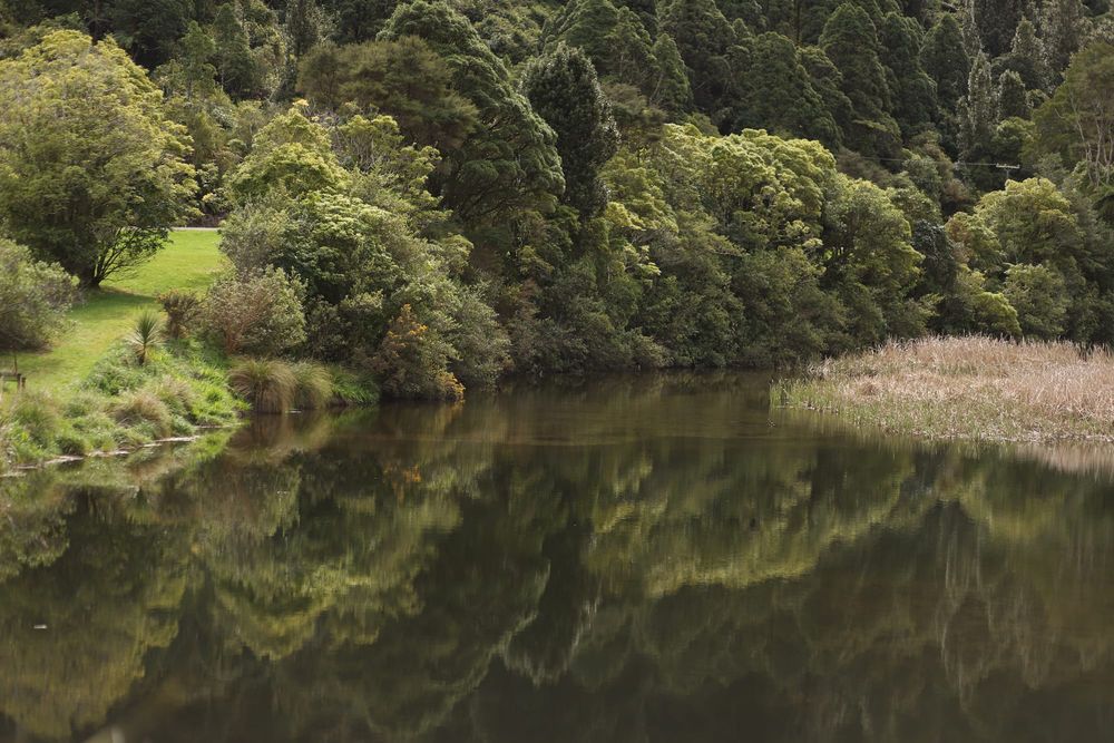 Wetland at Wainuiomata lower dam post image