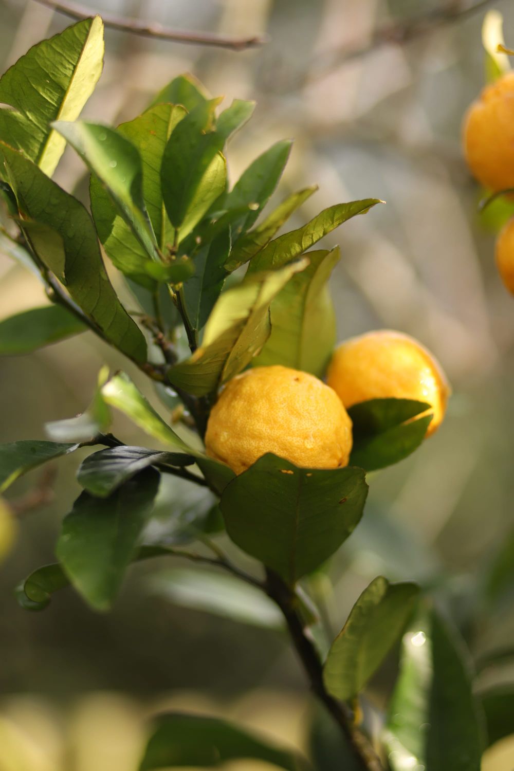 Lemon fruit among leaves post image