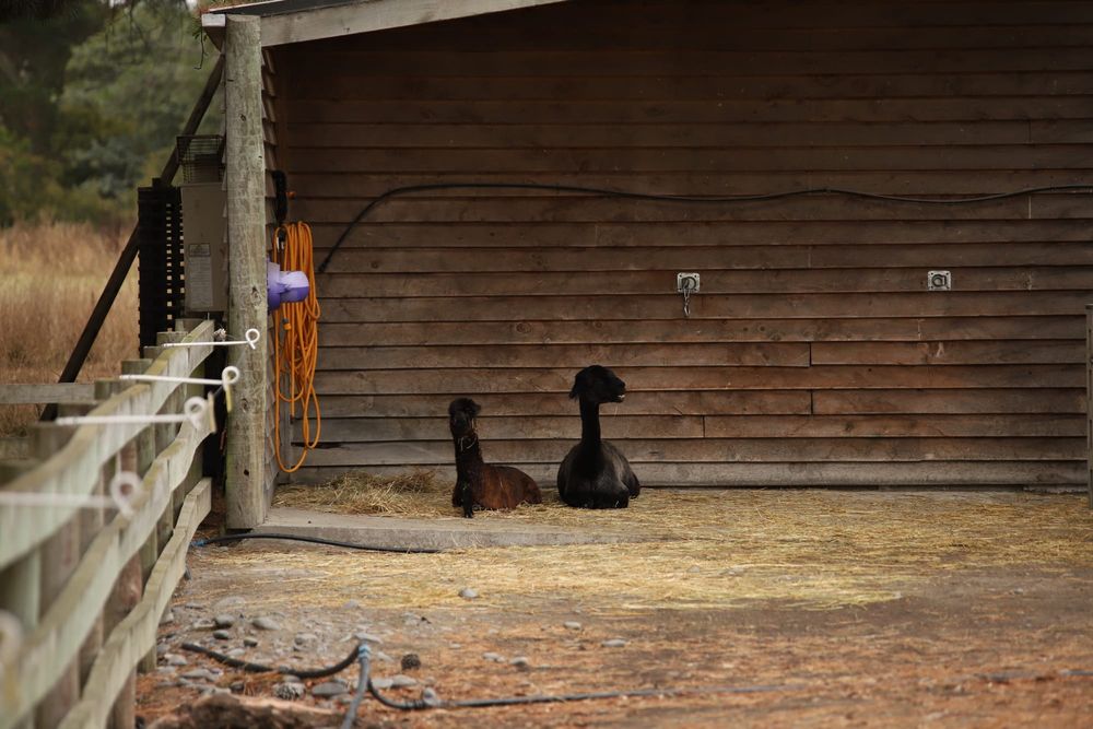 Alpacas resting post image