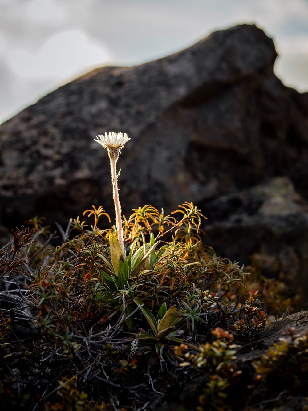 Alpine mountain flower post image