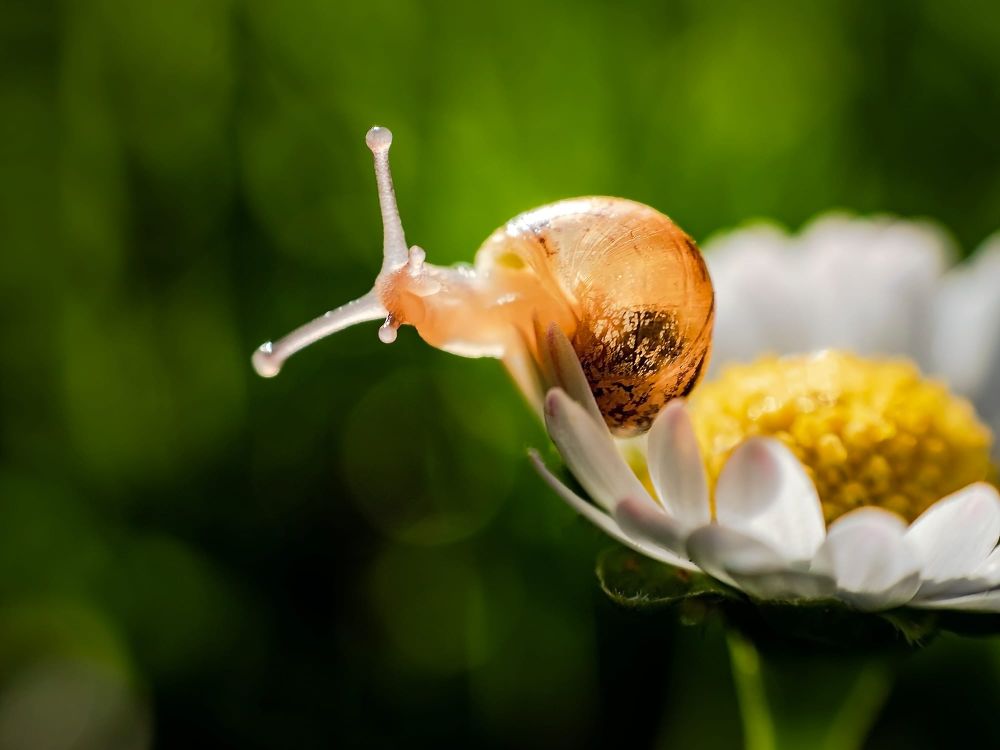 Baby snail daisy flower post image