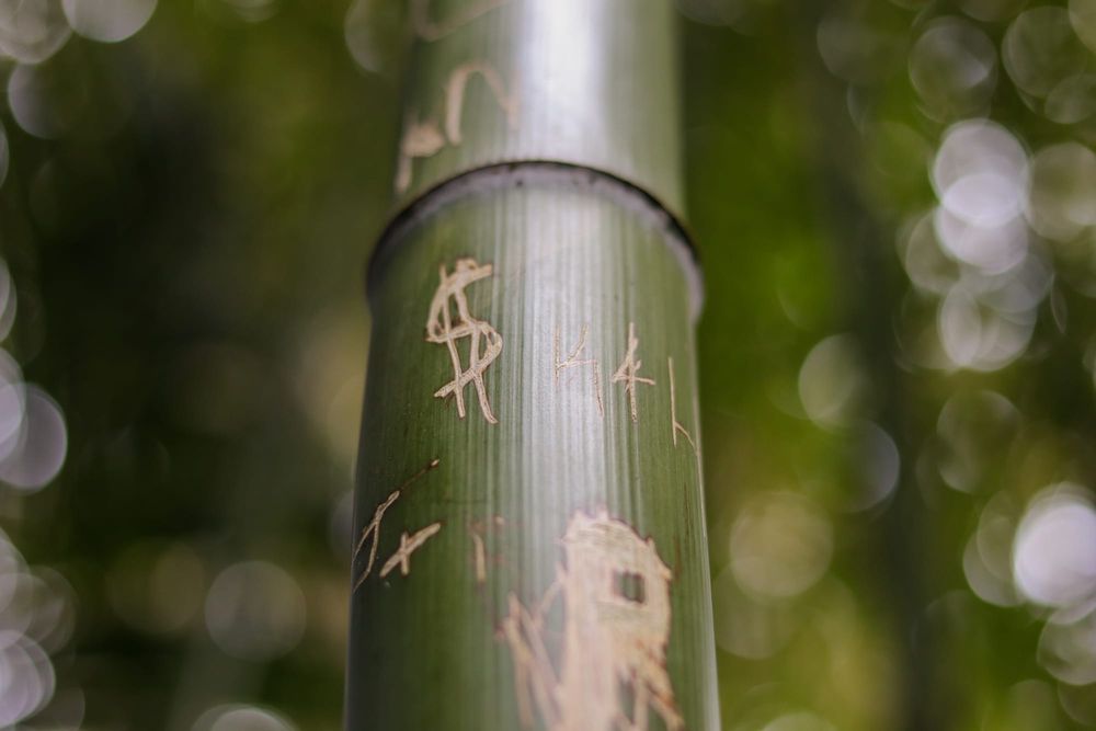 Bamboo post image