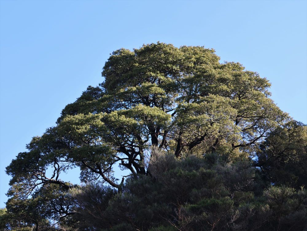 Beech tree and sky post image