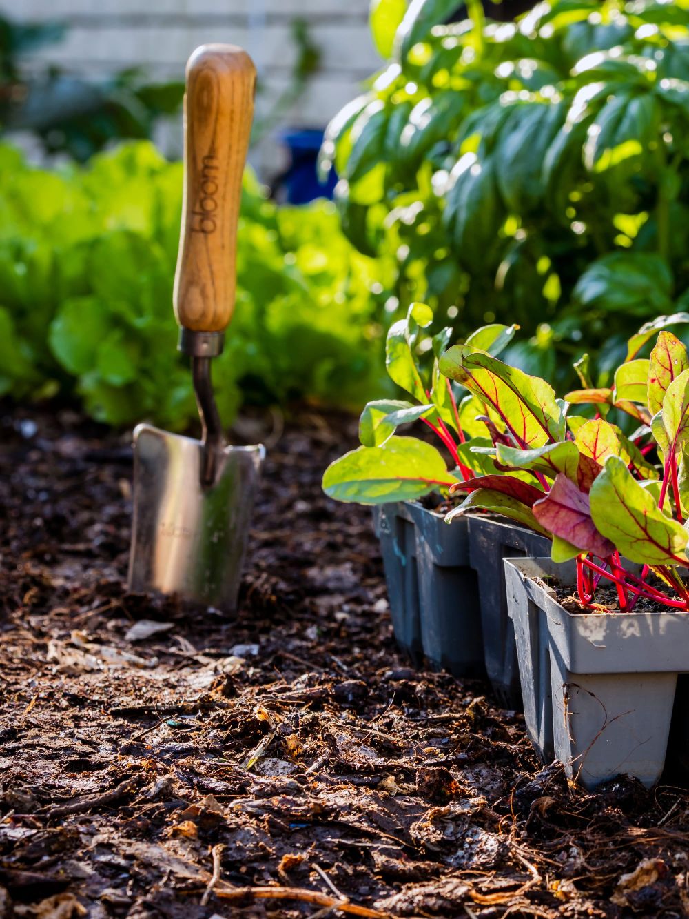 Beetroot seedlings home garden post image