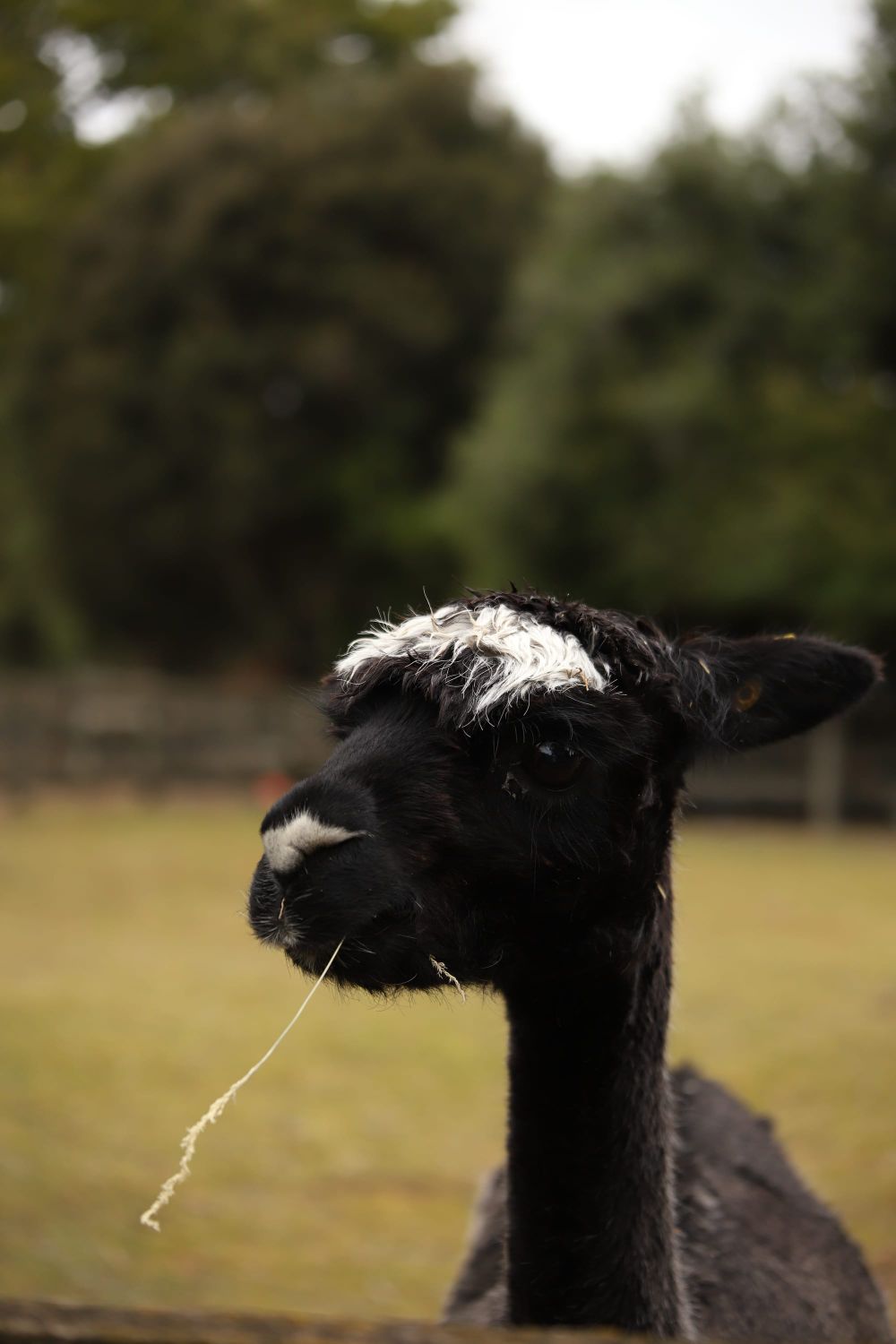 Black alpaca post image