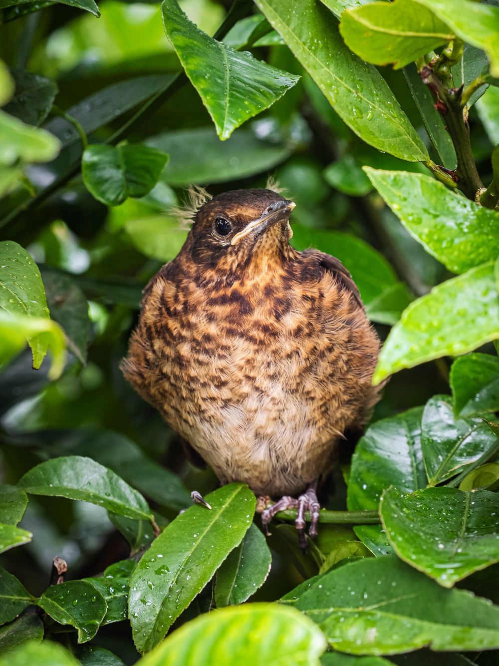 Blackbird fledgling branch tree post image