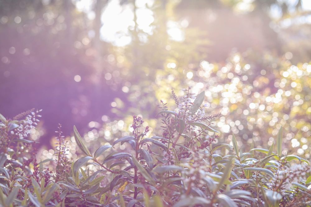 Blooming bush post image