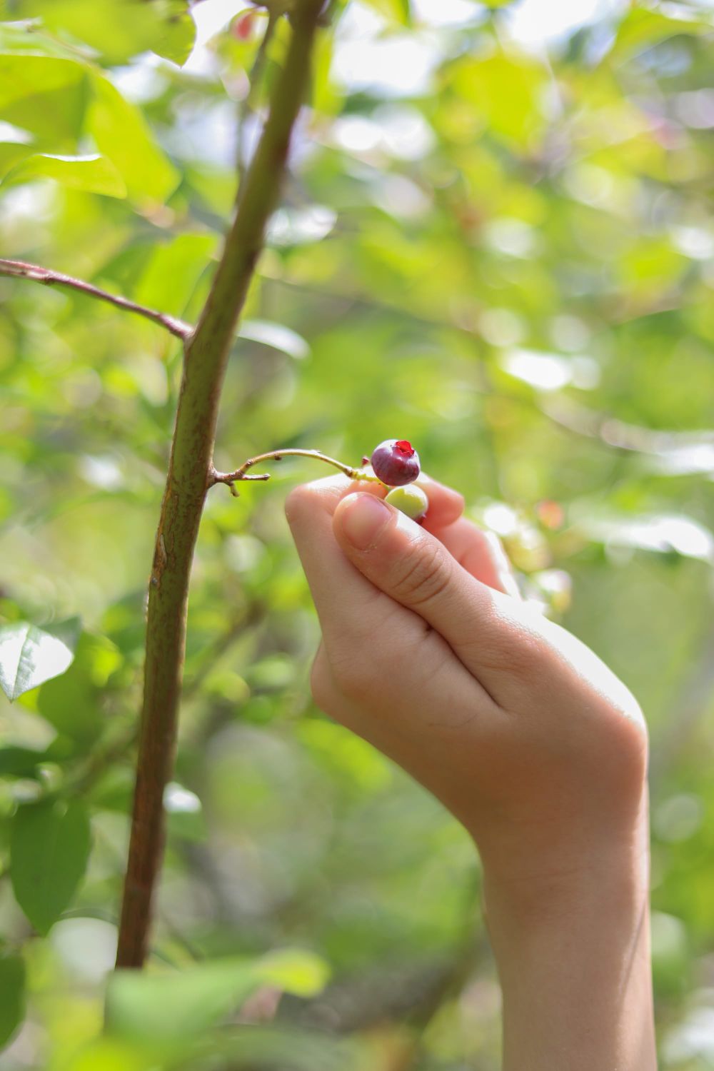 Blueberry post image