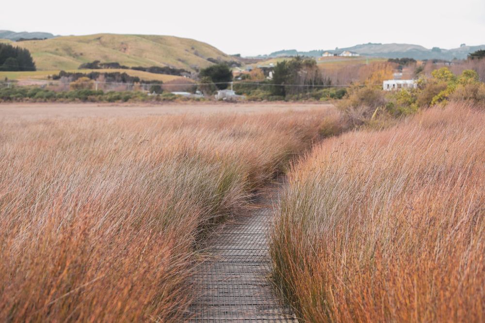 Boardwalk through autumn field post image