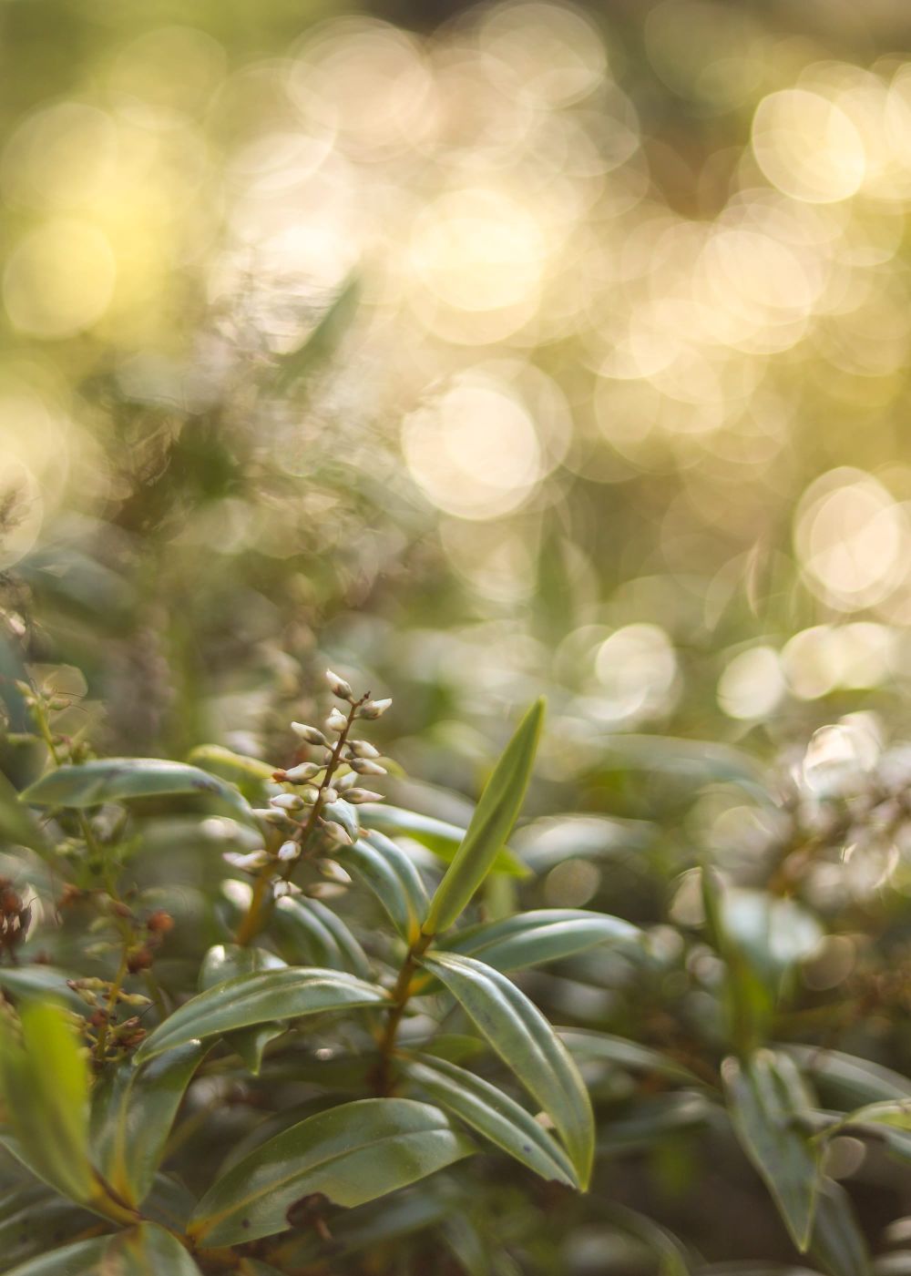 Bokeh bloom and leaf post image