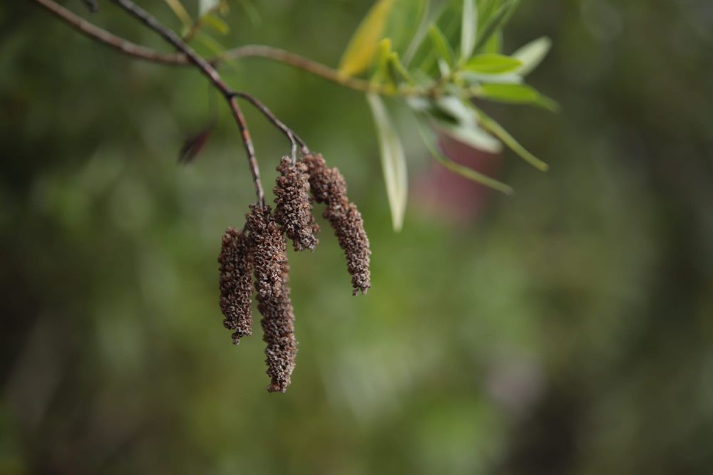 Catkins post image